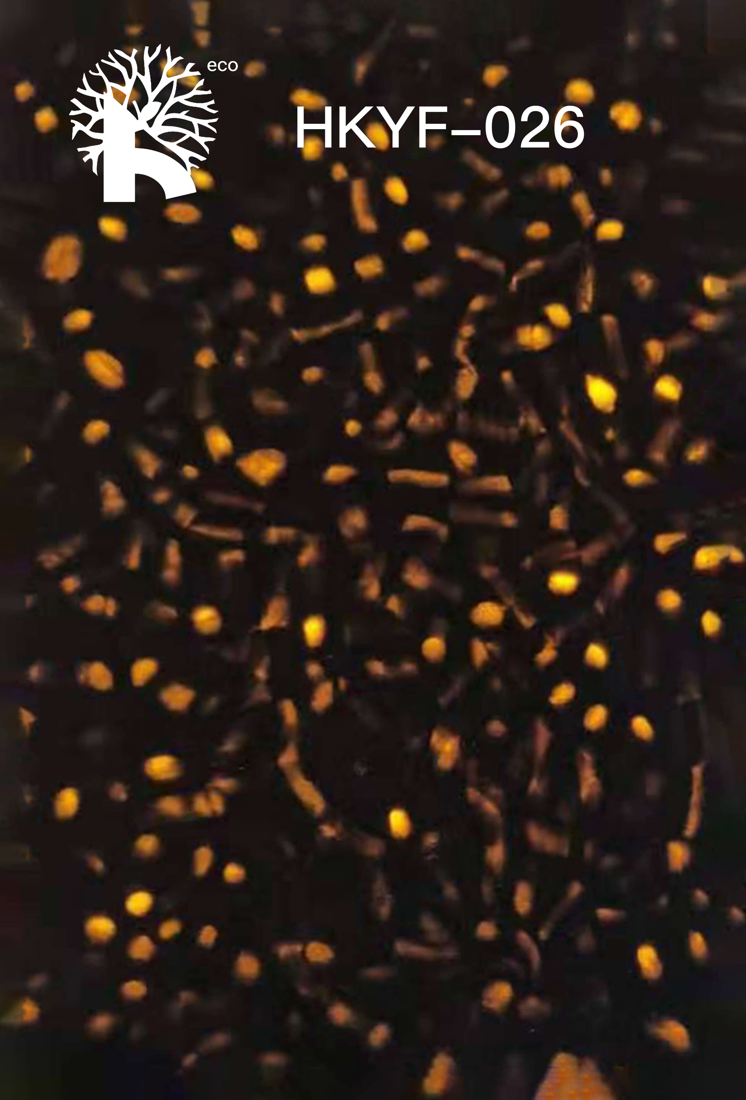 623GV0